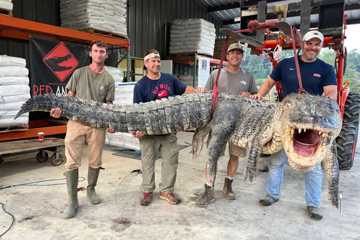 Record-breaking 14-foot gator meat was donated to